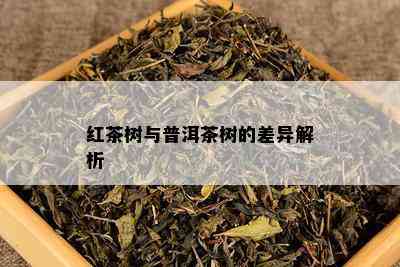 红茶树与普洱茶树的差异解析