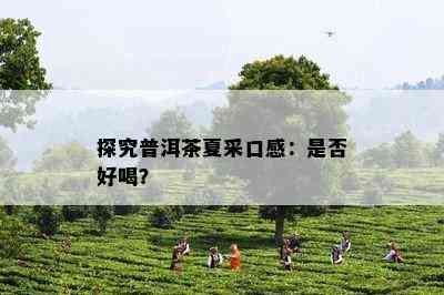 探究普洱茶夏采口感：是否好喝？