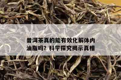 普洱茶真的能有效化解体内油脂吗？科学探究揭示真相