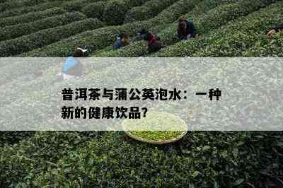 普洱茶与蒲公英泡水：一种新的健康饮品？