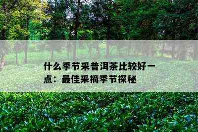 什么季节采普洱茶比较好一点：更佳采摘季节探秘