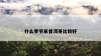 什么季节采普洱茶比较好