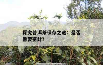 探究普洱茶保存之谜：是否需要密封？