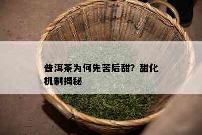 普洱茶为何先苦后甜？甜化机制揭秘