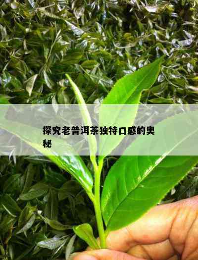 探究老普洱茶独特口感的奥秘