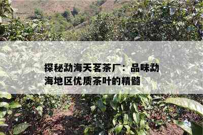 探秘勐海天茗茶厂：品味勐海地区优质茶叶的精髓