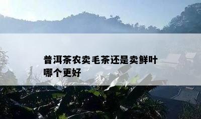 普洱茶农卖毛茶还是卖鲜叶哪个更好