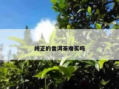 纯正的普洱茶难买吗