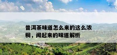 普洱茶味道怎么来的这么浓稠，闻起来的味道解析