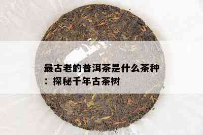 最古老的普洱茶是什么茶种：探秘千年古茶树