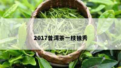 2017普洱茶一枝独秀