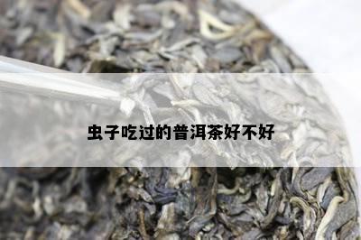 虫子吃过的普洱茶好不好