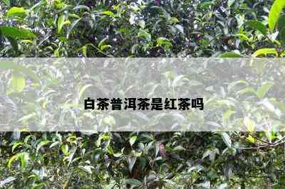 白茶普洱茶是红茶吗