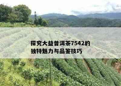 探究大益普洱茶7542的独特魅力与品鉴技巧