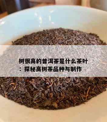 树很高的普洱茶是什么茶叶：探秘高树茶品种与制作