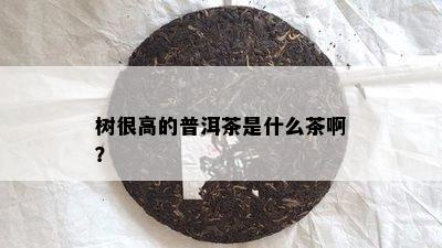 树很高的普洱茶是什么茶啊？