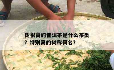 树很高的普洱茶是什么茶类？特别高的树称何名？