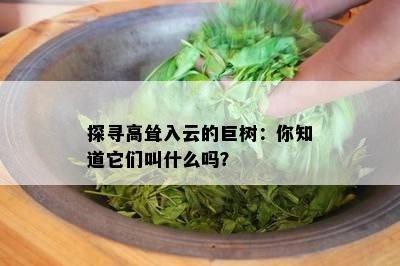 探寻高耸入云的巨树：你知道它们叫什么吗？