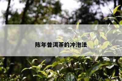 陈年普洱茶的冲泡法