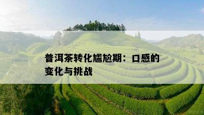 普洱茶转化尴尬期：口感的变化与挑战