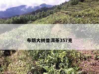 布朗大树普洱茶357克