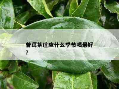 普洱茶适应什么季节喝更好？