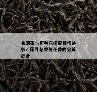 普洱茶与何种花搭配相得益彰？探寻花香与茶香的完美融合