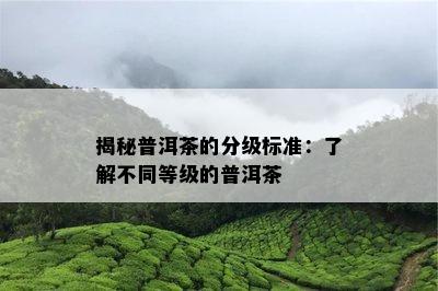 揭秘普洱茶的分级标准：了解不同等级的普洱茶