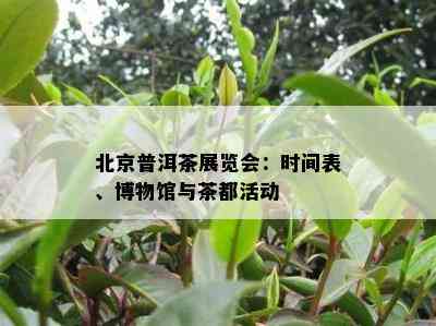 北京普洱茶展览会：时间表、博物馆与茶都活动