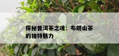 探秘普洱茶之魂：布朗山茶的独特魅力