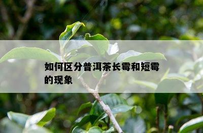 如何区分普洱茶长霉和短霉的现象