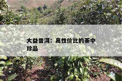 大益普洱：高性价比的茶中珍品