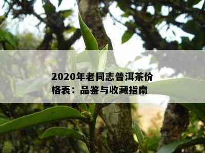 2020年老同志普洱茶价格表：品鉴与收藏指南