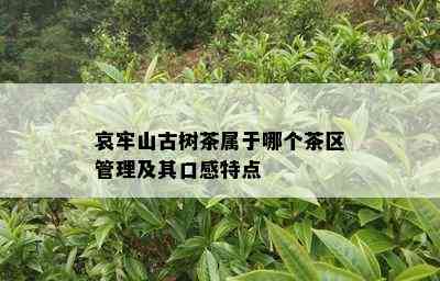 哀牢山古树茶属于哪个茶区管理及其口感特点