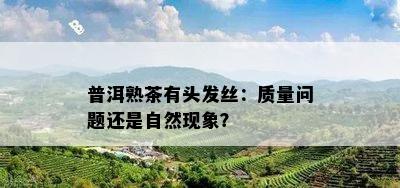 普洱熟茶有头发丝：质量问题还是自然现象？