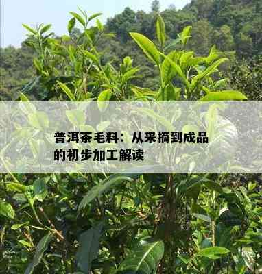 普洱茶毛料：从采摘到成品的初步加工解读