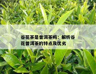 谷花茶是普洱茶吗：解析谷花普洱茶的特点及优劣