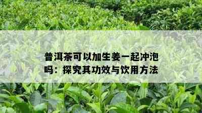 普洱茶可以加生姜一起冲泡吗：探究其功效与饮用方法