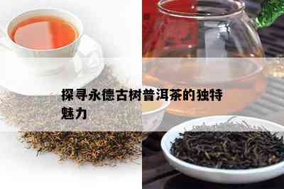 探寻永德古树普洱茶的独特魅力