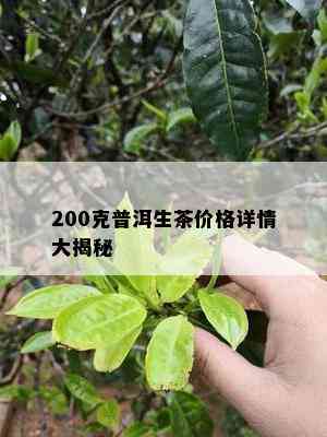 200克普洱生茶价格详情大揭秘