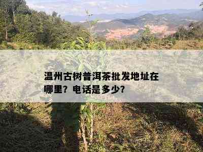 温州古树普洱茶批发地址在哪里？电话是多少？