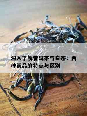 深入了解普洱茶与白茶：两种茶品的特点与区别