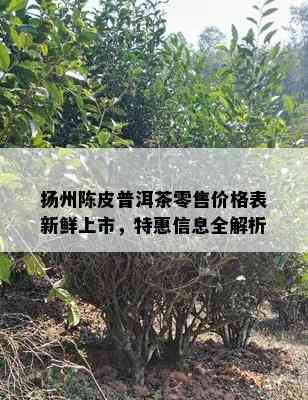 扬州陈皮普洱茶零售价格表新鲜上市，特惠信息全解析