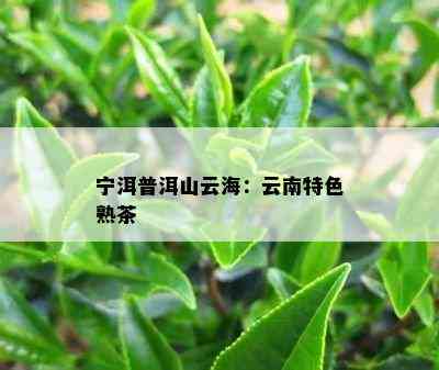 宁洱普洱山云海：云南特色熟茶