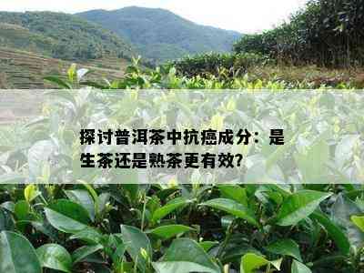 探讨普洱茶中抗癌成分：是生茶还是熟茶更有效？