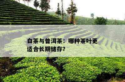 白茶与普洱茶：哪种茶叶更适合长期储存？