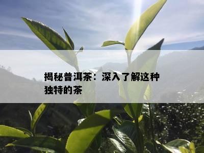 揭秘普洱茶：深入了解这种独特的茶