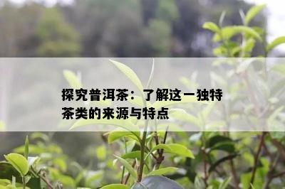 探究普洱茶：了解这一独特茶类的来源与特点