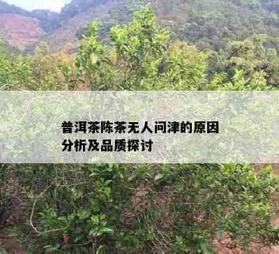 普洱茶陈茶无人问津的原因分析及品质探讨