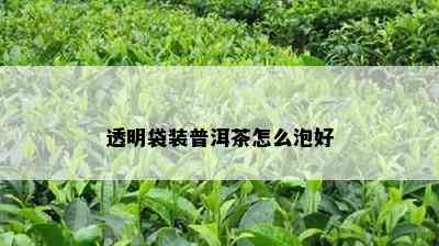 透明袋装普洱茶怎么泡好